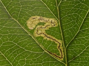 Stigmella malella-steta