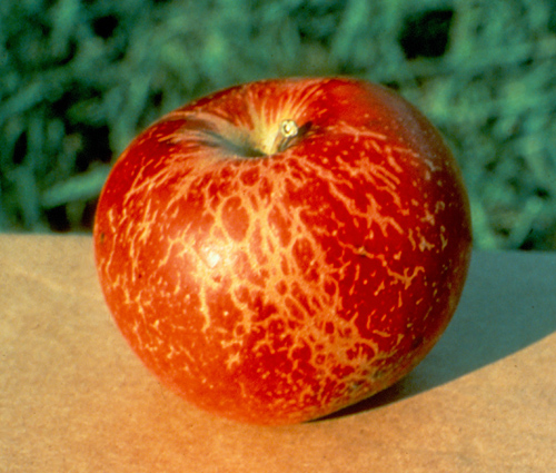 Pepelnica na plodu jabuke