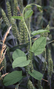 Convolvulus arvensis BBCH 35