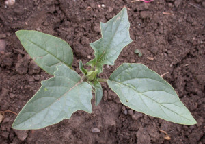 Datura stramonium BBCH 51