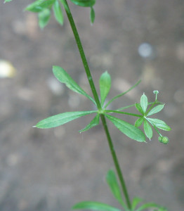 Galium aparine BBCH 73