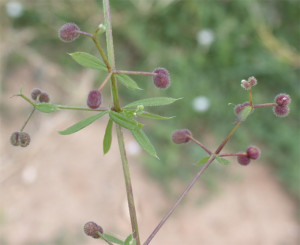 Galium aparine BBCH 81