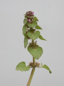 Lamium purpureum BBCH 67_2