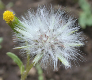 Senecio vulgaris BBCH 89