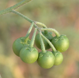Solanum nigrum BBCH 79