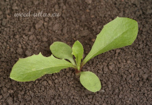 Taraxacum officinale BBCH 12