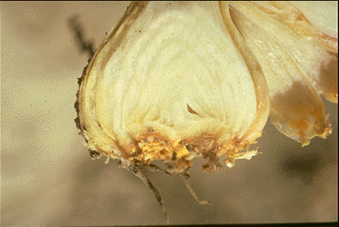 Nematode - Ditylenchus dipsaci